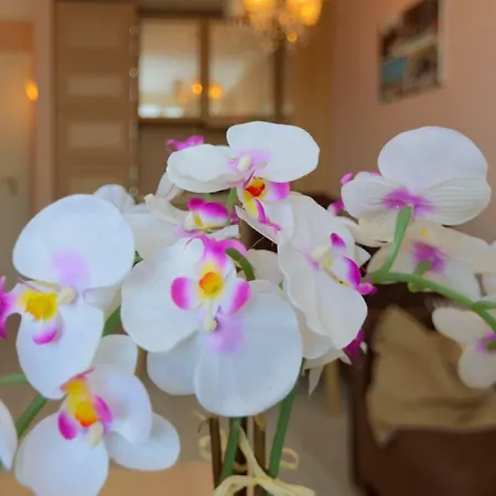 In Harmony Suites 9